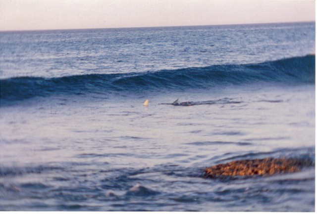 "Surfs Up", Exmouth, light house bay